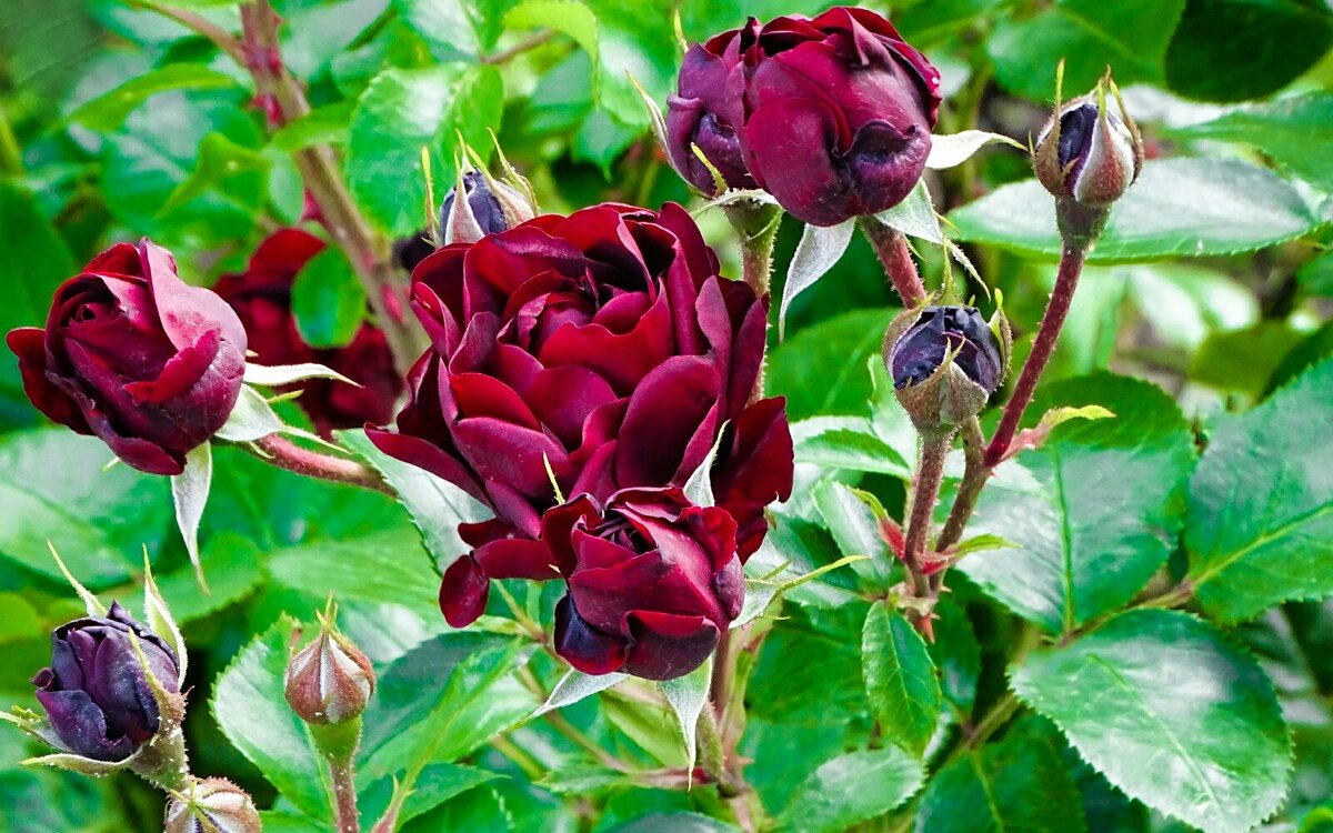 Городские цветы. - Милешкин Владимир Алексеевич Городские цветы. - Милешкин Владимир Алексеевич