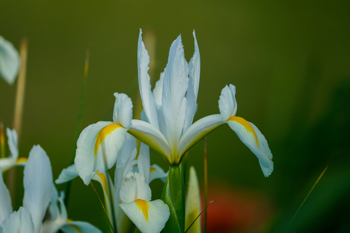 Ирис Уайт Эксельсиор - Иван Литвинов Ирис Уайт Эксельсиор - Иван Литвинов
