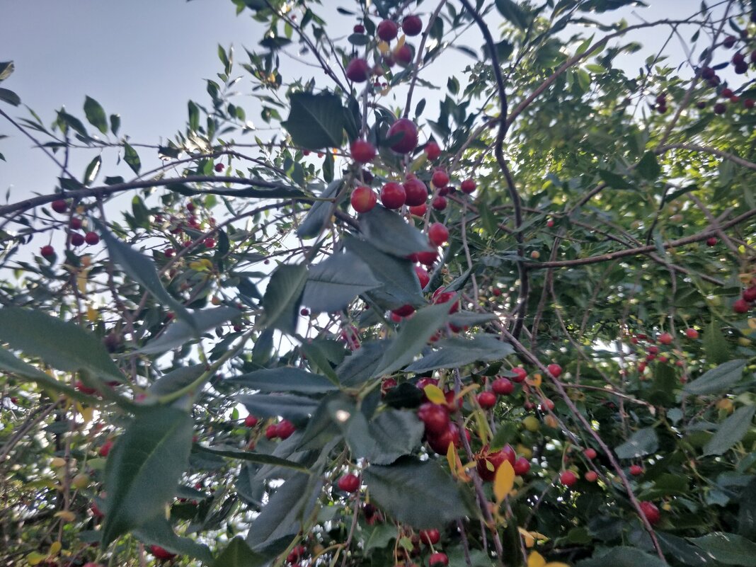 Спеет вишня - Андрей Хлопонин Спеет вишня - Андрей Хлопонин
