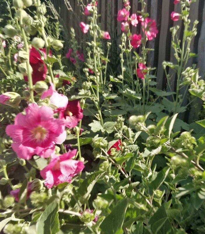 Шток розы - Андрей Хлопонин Шток розы - Андрей Хлопонин