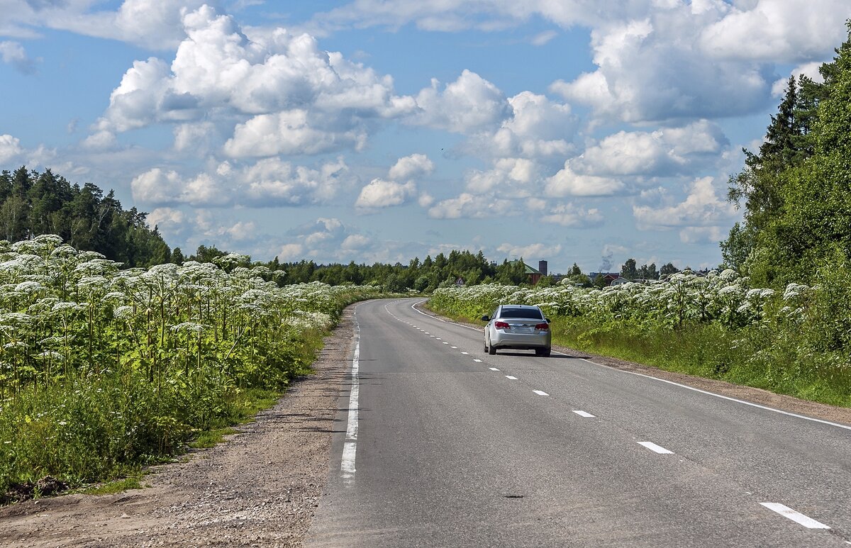 По дороге с борщевиком - Валерий Иванович По дороге с борщевиком - Валерий Иванович