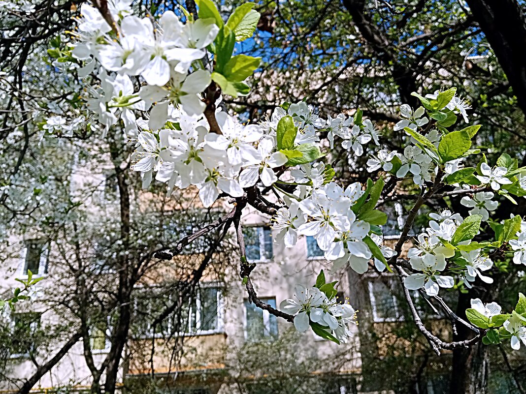 Цвет весны. - Владимир Драгунский