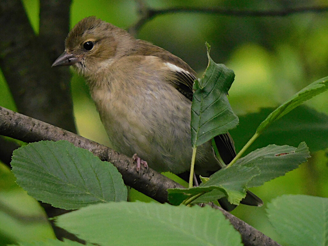 Молодой зяблик - Лина 