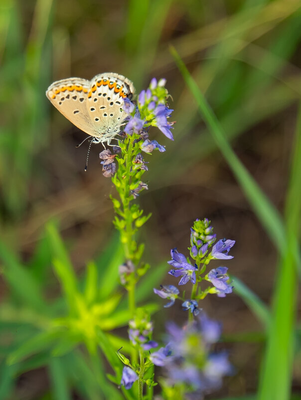 на берегу - Виталий Емельянов