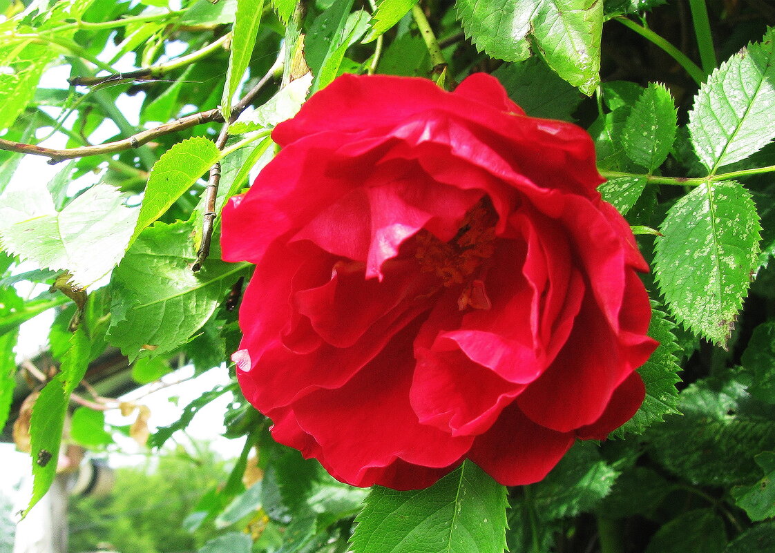 Яркая розочка - Людмила Смородинская