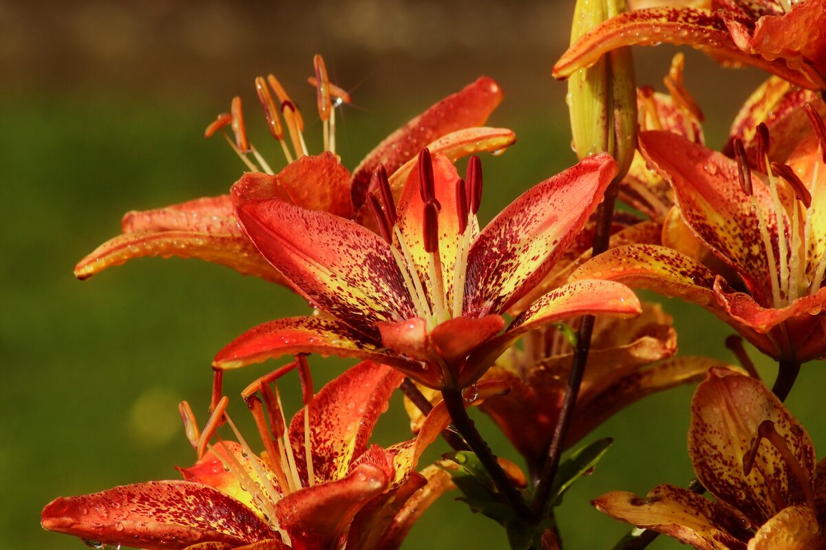 Лилии цветут - Юрий. Шмаков