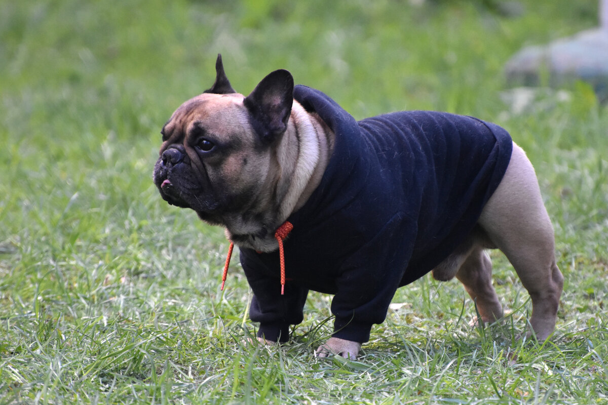 Москва. Парад французских бульдогов в усадьбе «Воронцово». - Наташа *****