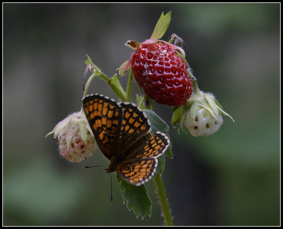 лето это маленькая жизнь - Aleksandr Gal лето это маленькая жизнь - Aleksandr Gal