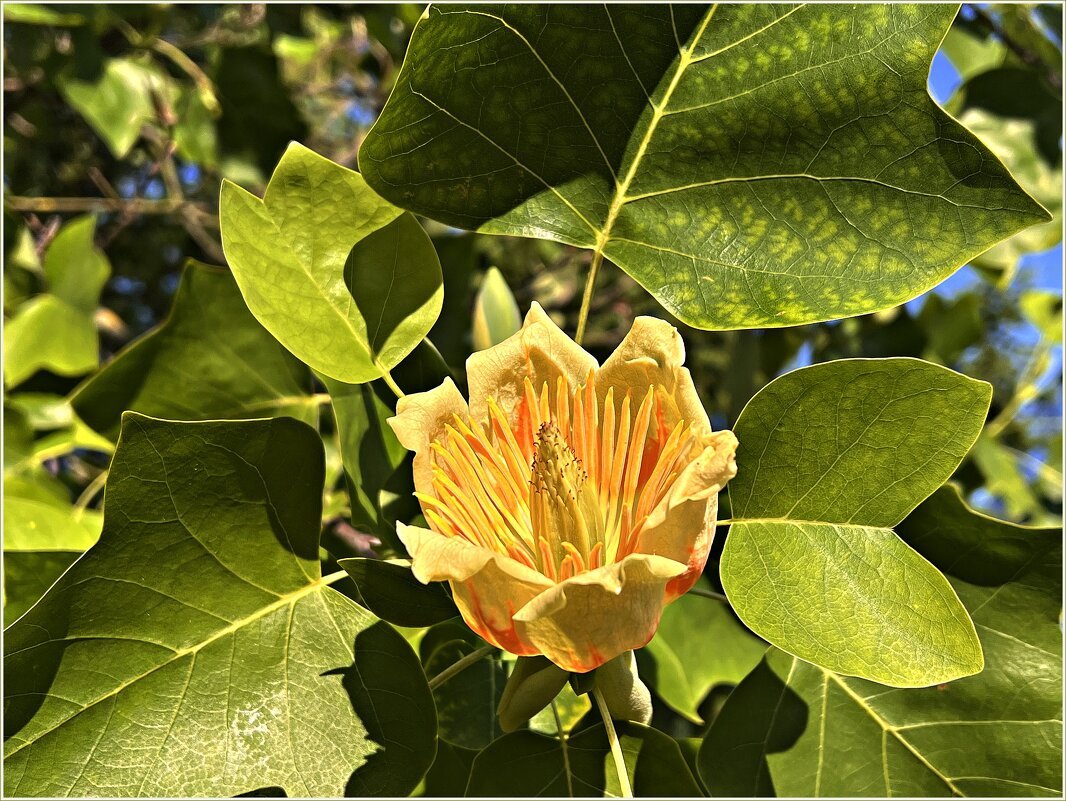 Цветок тюльпанового дерева - лириодендрона. - Валерия Комова