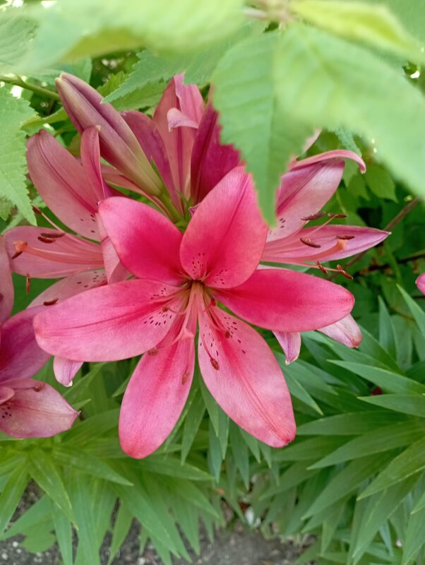 Лилия - Елена Семигина