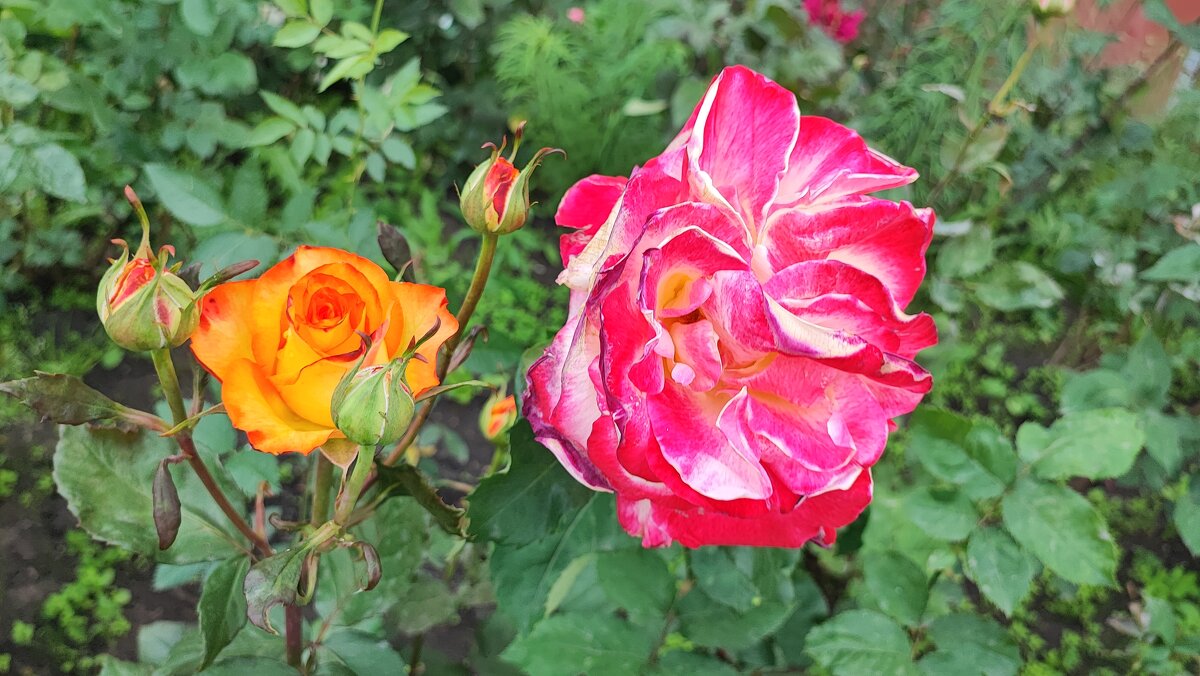 ,,, - Сергей Тимоновский ,,, - Сергей Тимоновский