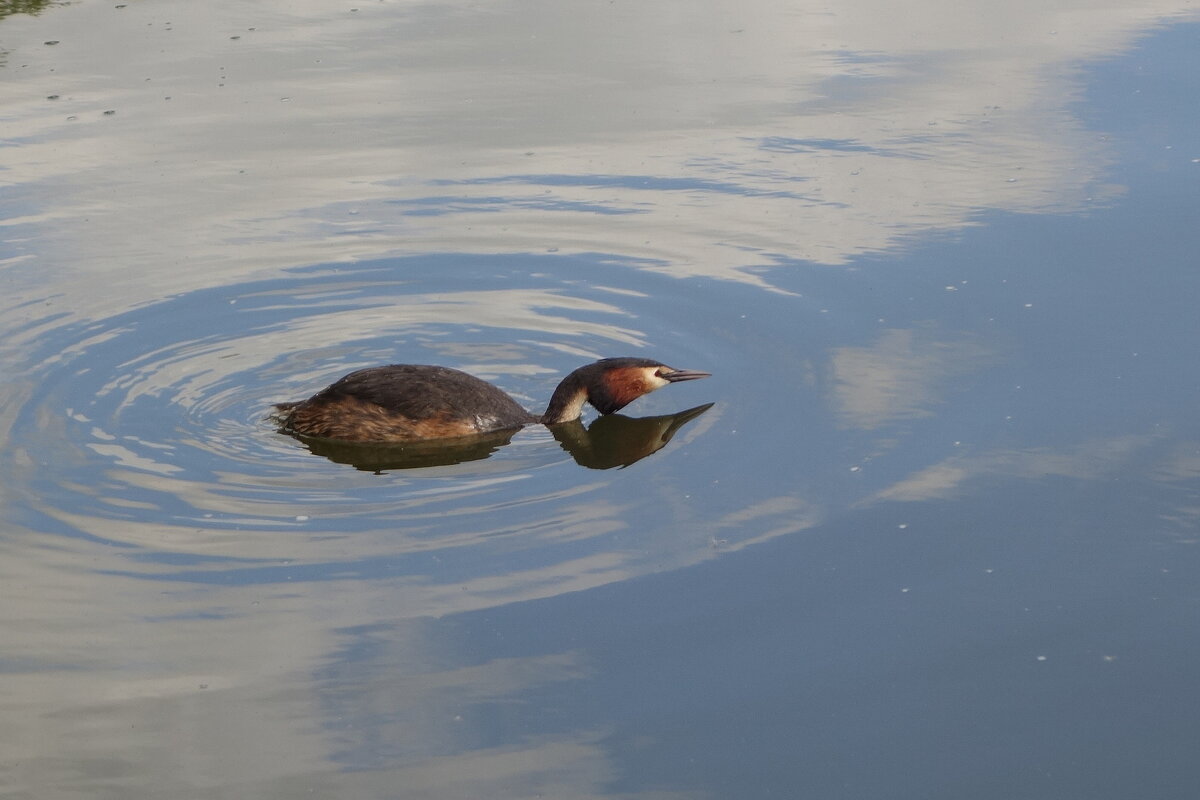 Чомга на охоте - Рита Симонова