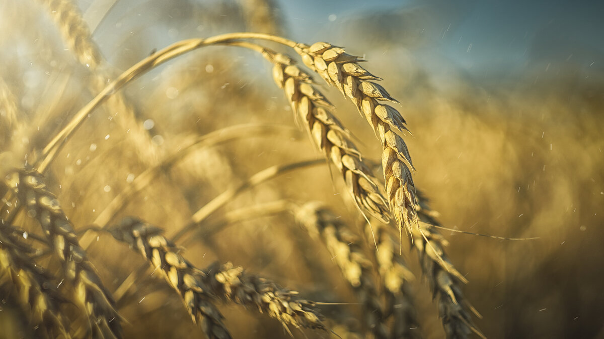 пшеница - Андрей Выровой