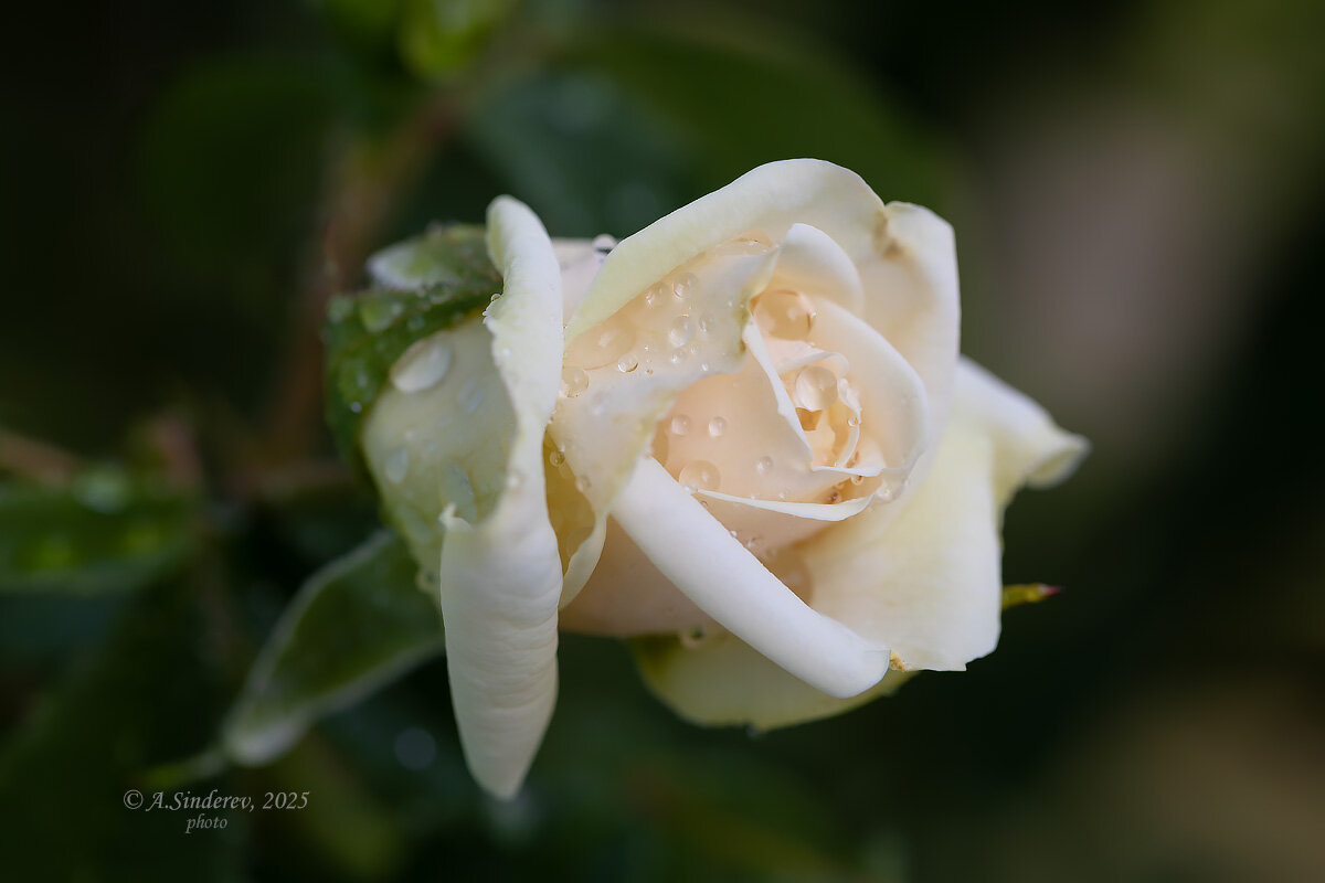 Белая роза после дождя - Александр Синдерёв
