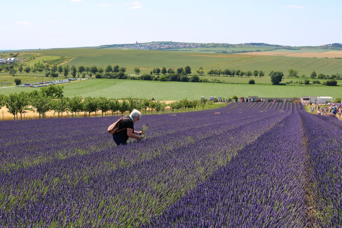 лавандовая ферма - Светлана Баталий