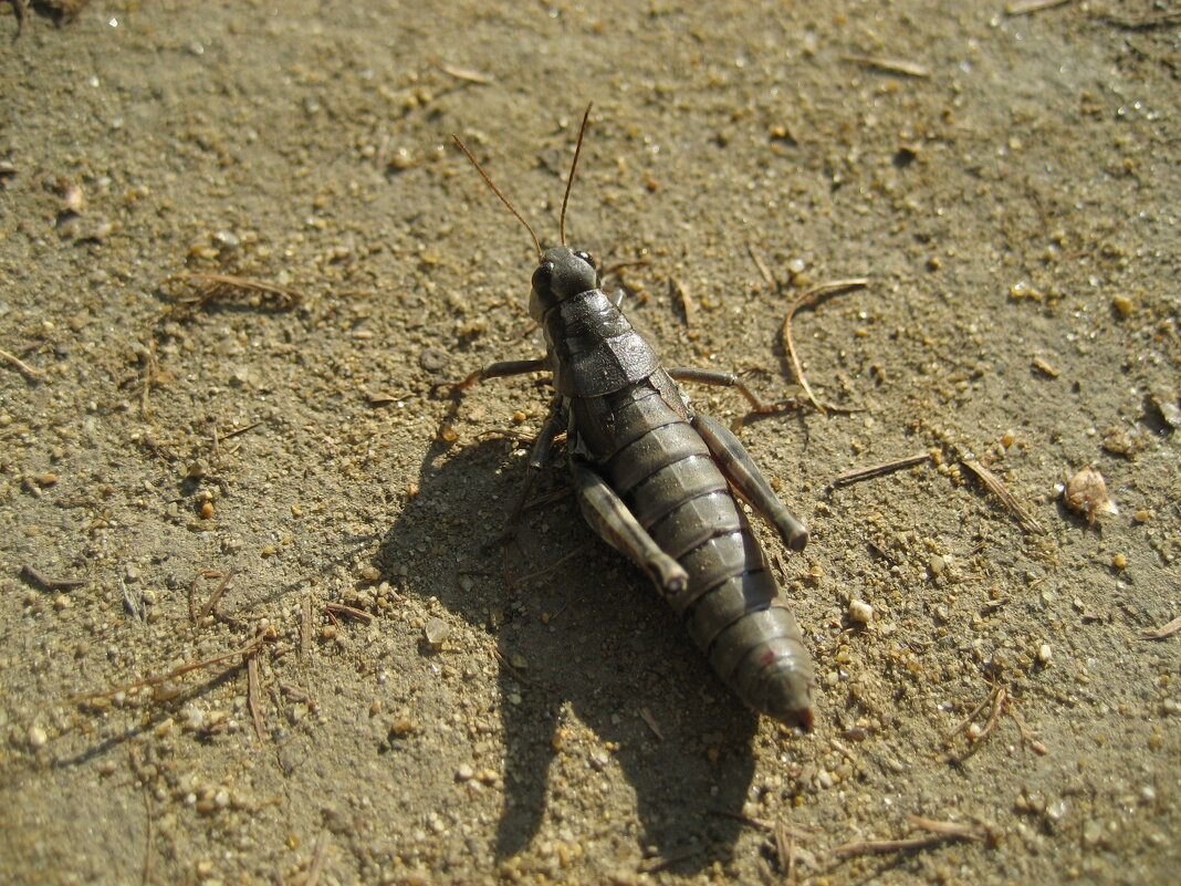 Кобылка - Anna Ivanova Кобылка - Anna Ivanova