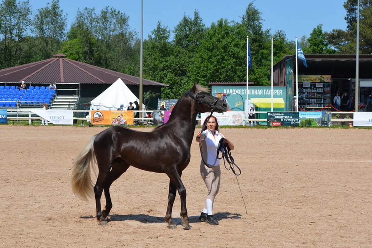 Международная конная выставка "Иппосфера" 2025 - Николай 