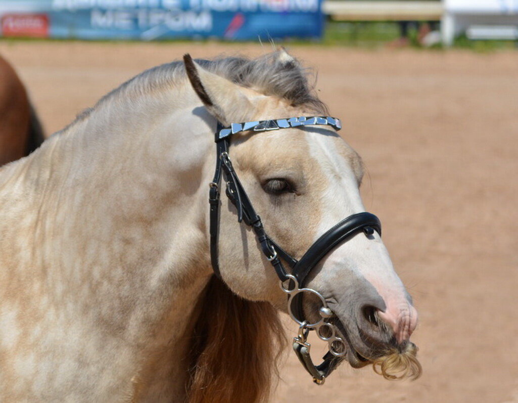 Международная конная выставка "Иппосфера" 2025 - Николай Международная конная выставка "Иппосфера" 2025 - Николай