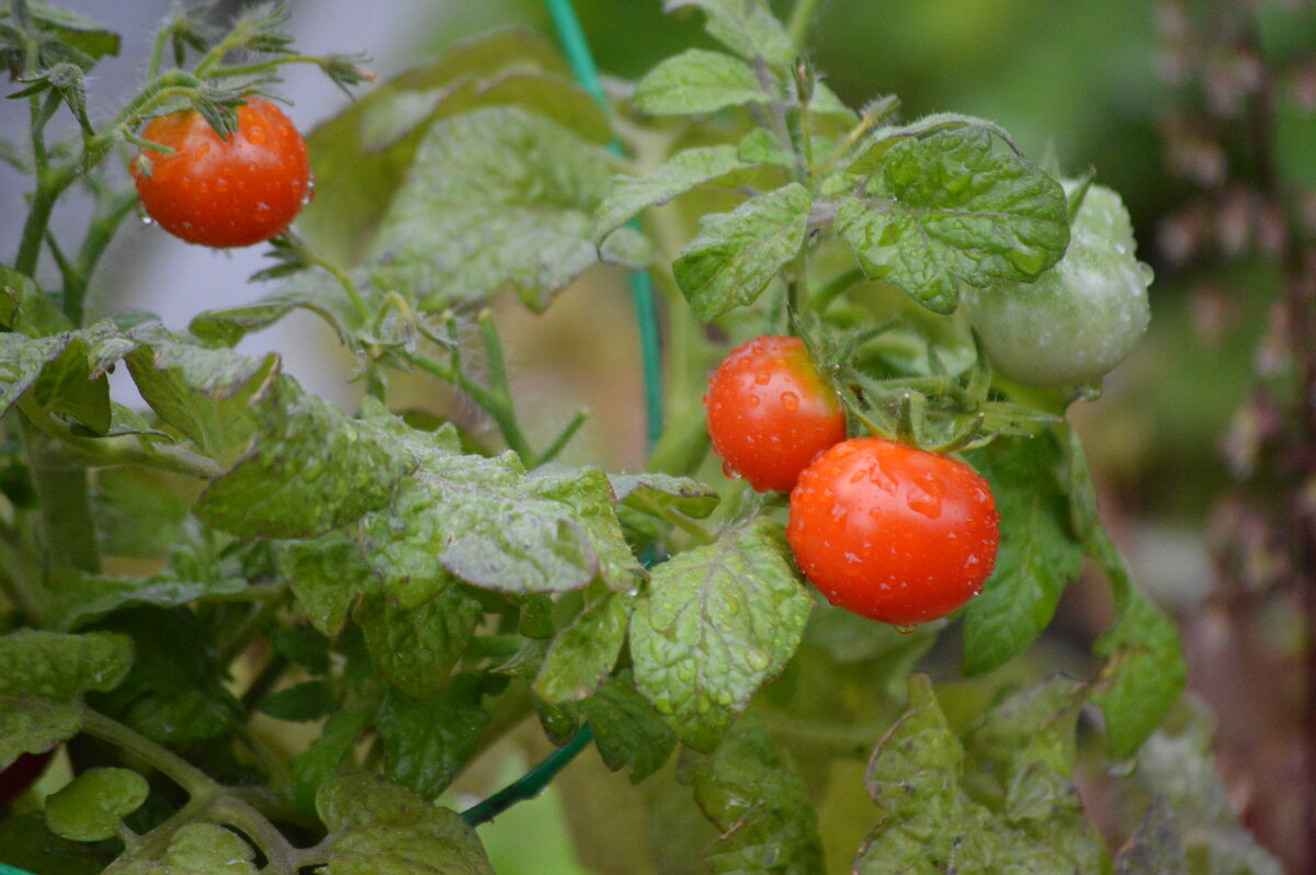 Черри спеют - Татьяна Лютаева