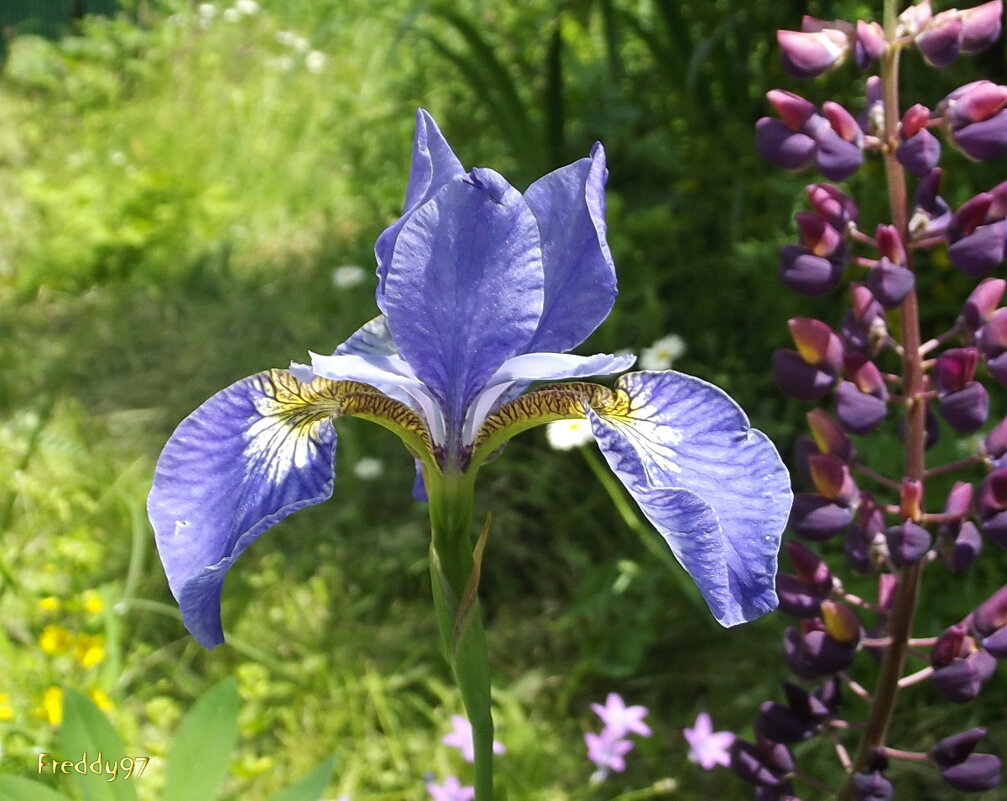 Ирис - Freddy 97