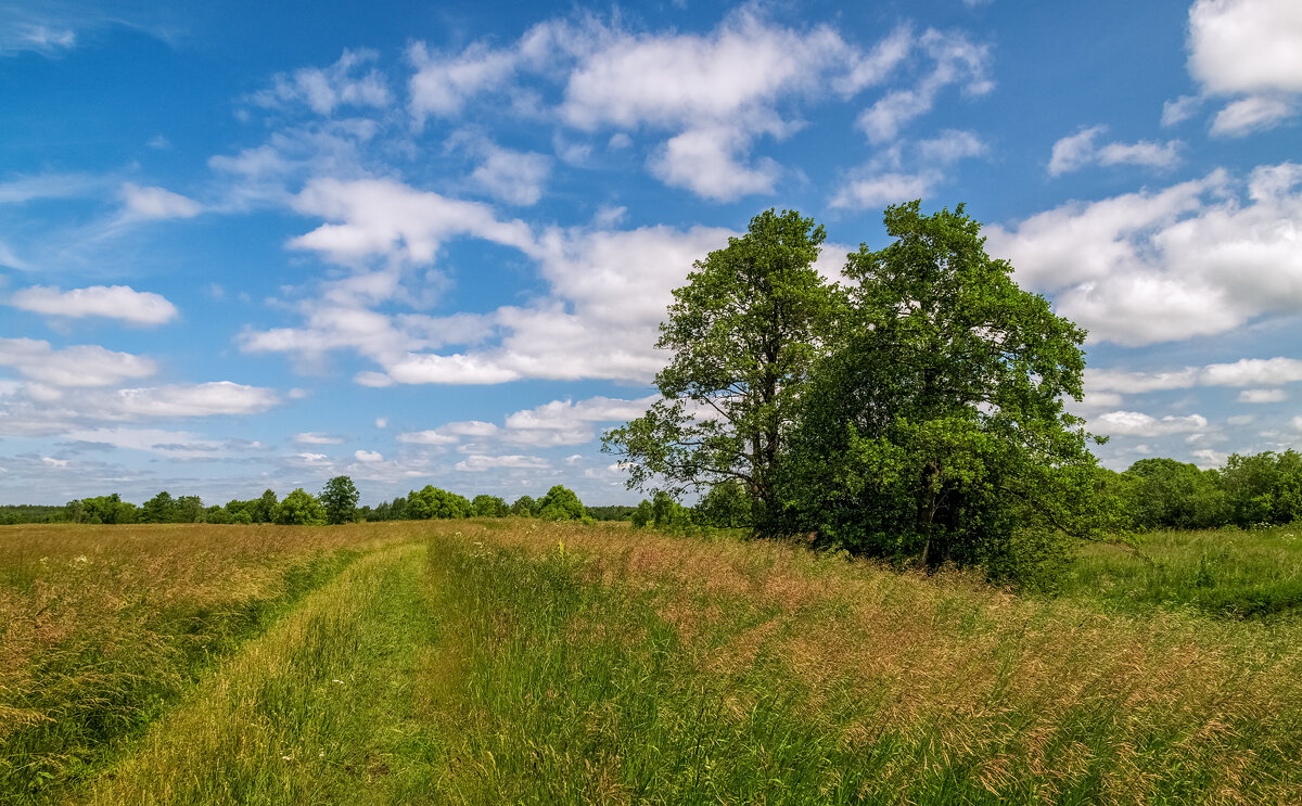 Подмосковный июнь 2 - Андрей Дворников