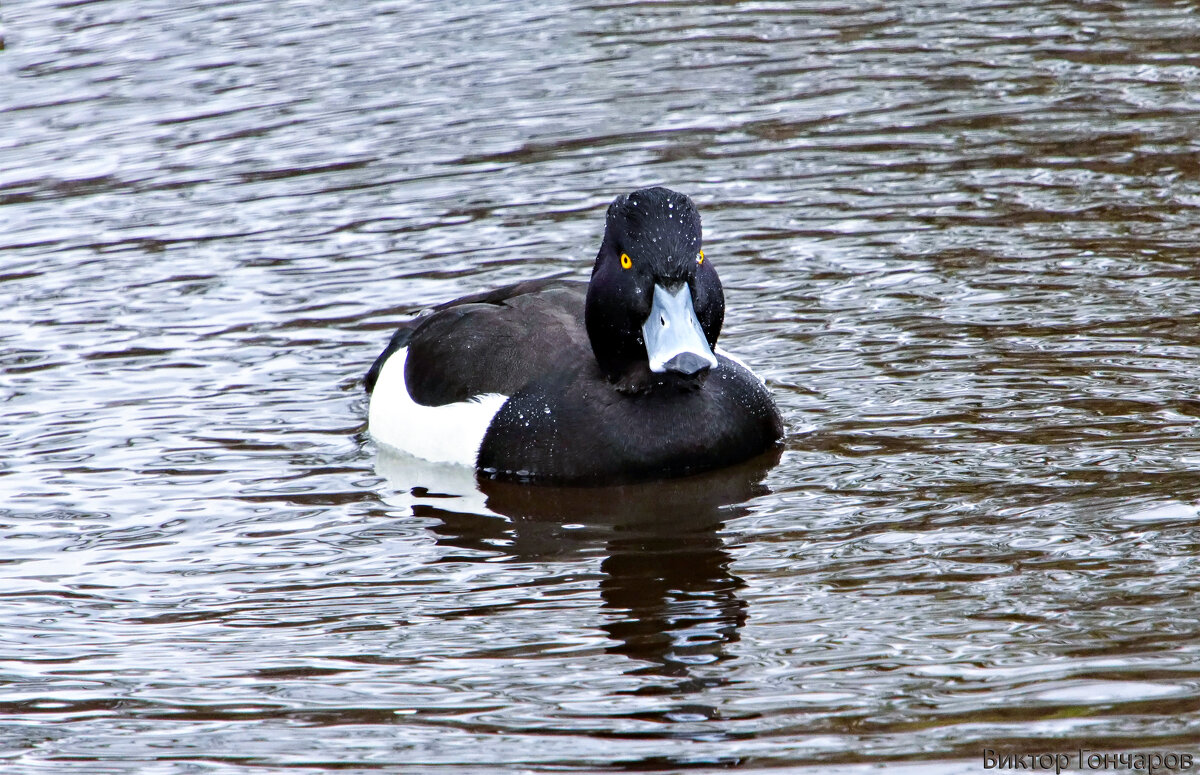 Хохлатая чернеть - Laryan1 