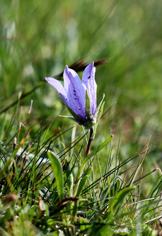 "Эдельвейс" Приэльбрусья. - Александр Кондаков "Эдельвейс" Приэльбрусья. - Александр Кондаков