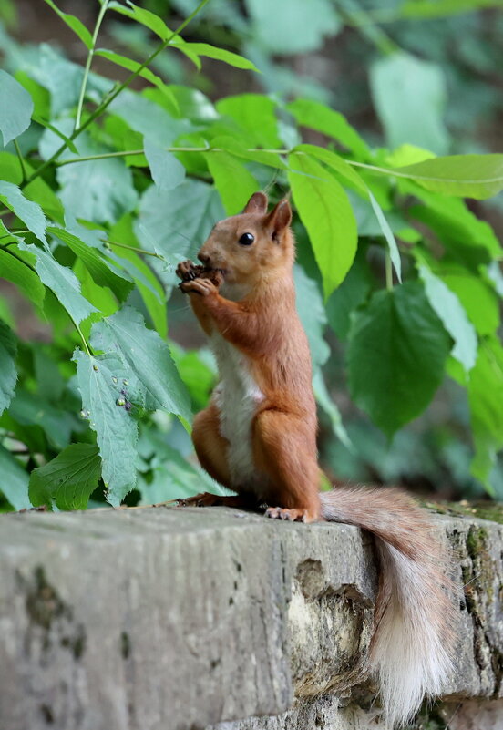 Расслабление хвоста. - Александр Кондаков
