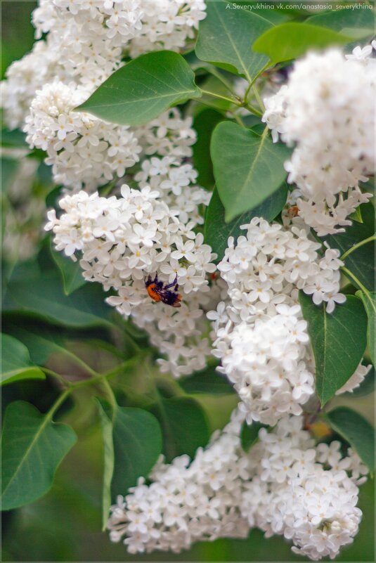Белая сирень и шмель - Анастасия Северюхина