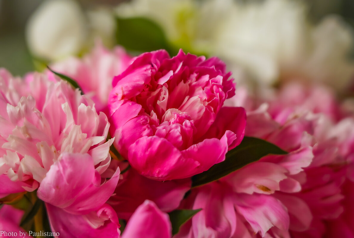 Цветы июня... - Владимир Жданов Цветы июня... - Владимир Жданов