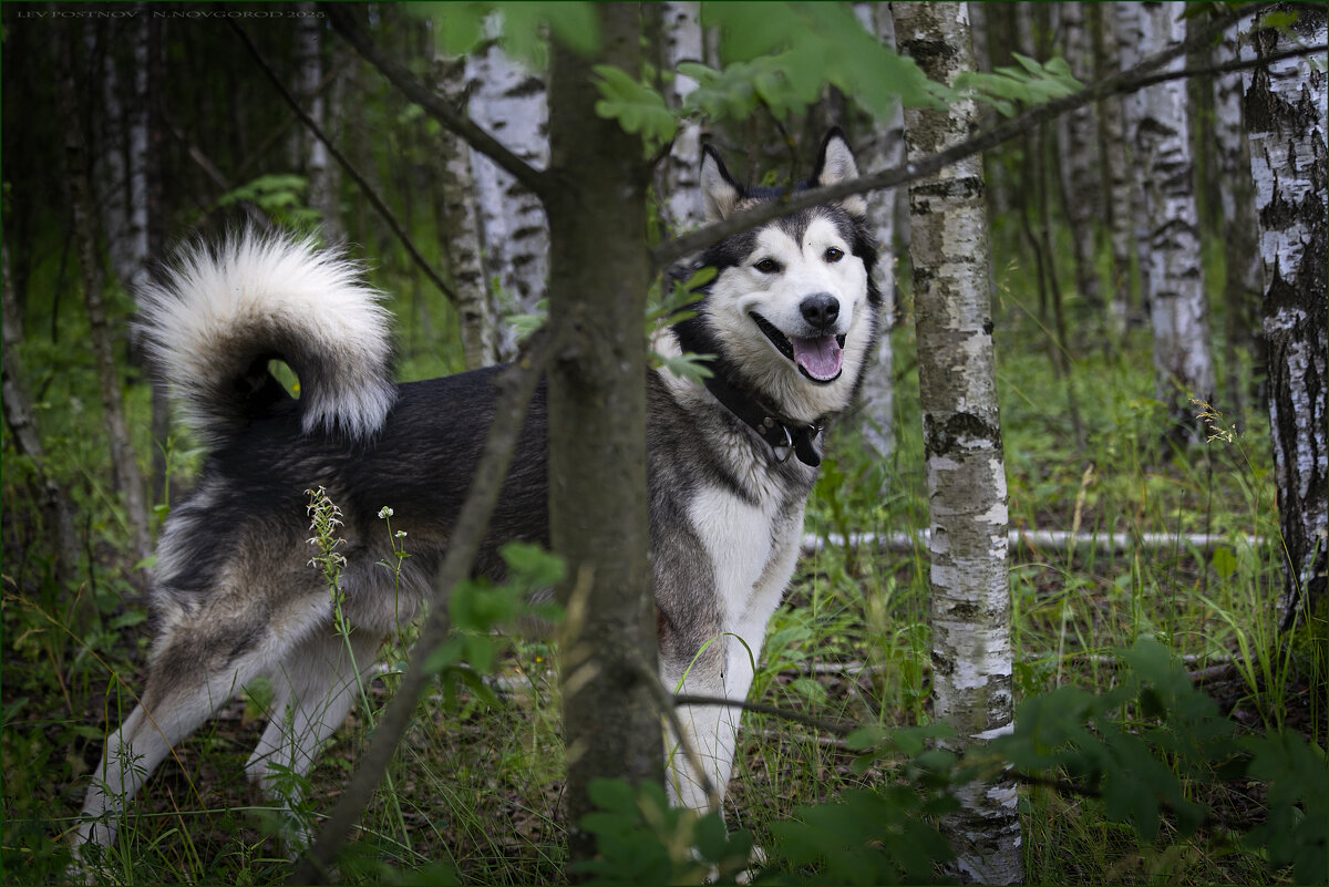 Ярик. - leff Postnov