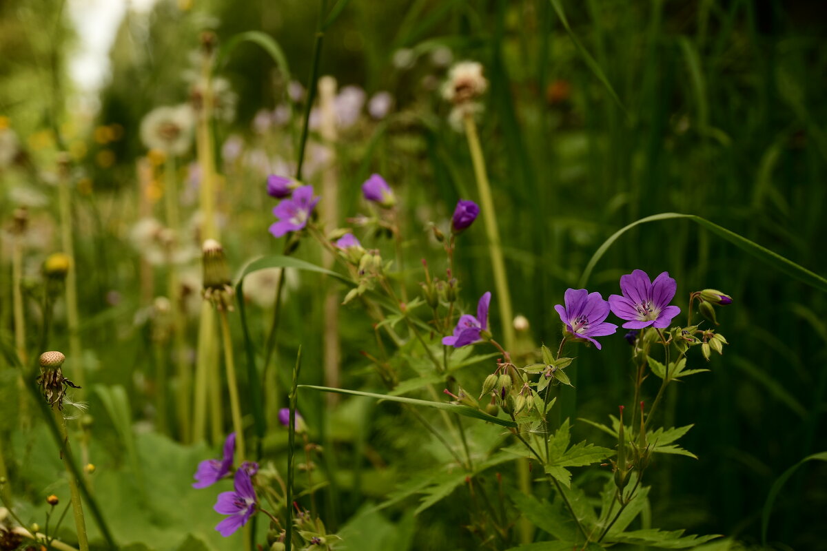 природа - סּﮗRuslan HAIBIKE Sevastyanovסּﮗסּ