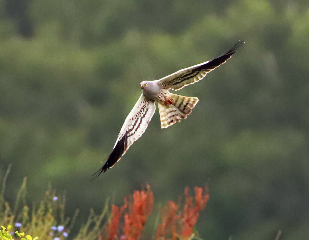 Луговой лунь - Светлана 