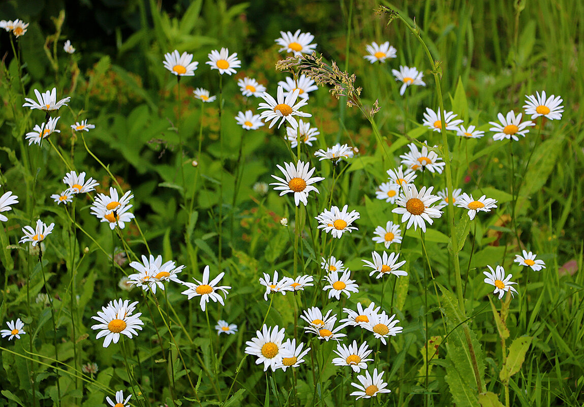 Мот любимые ромашечки - Светлана 