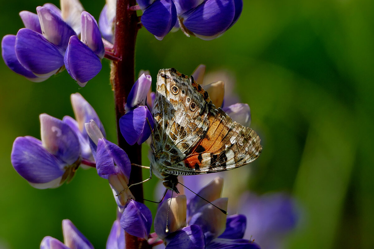 опять про бабочек 46 - Александр Прокудин опять про бабочек 46 - Александр Прокудин