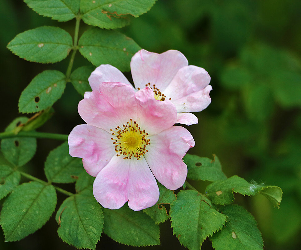 Розовый шиповник - Светлана 
