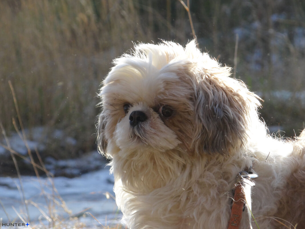 Ши-тцу - Полина Лопатина (Hunter)