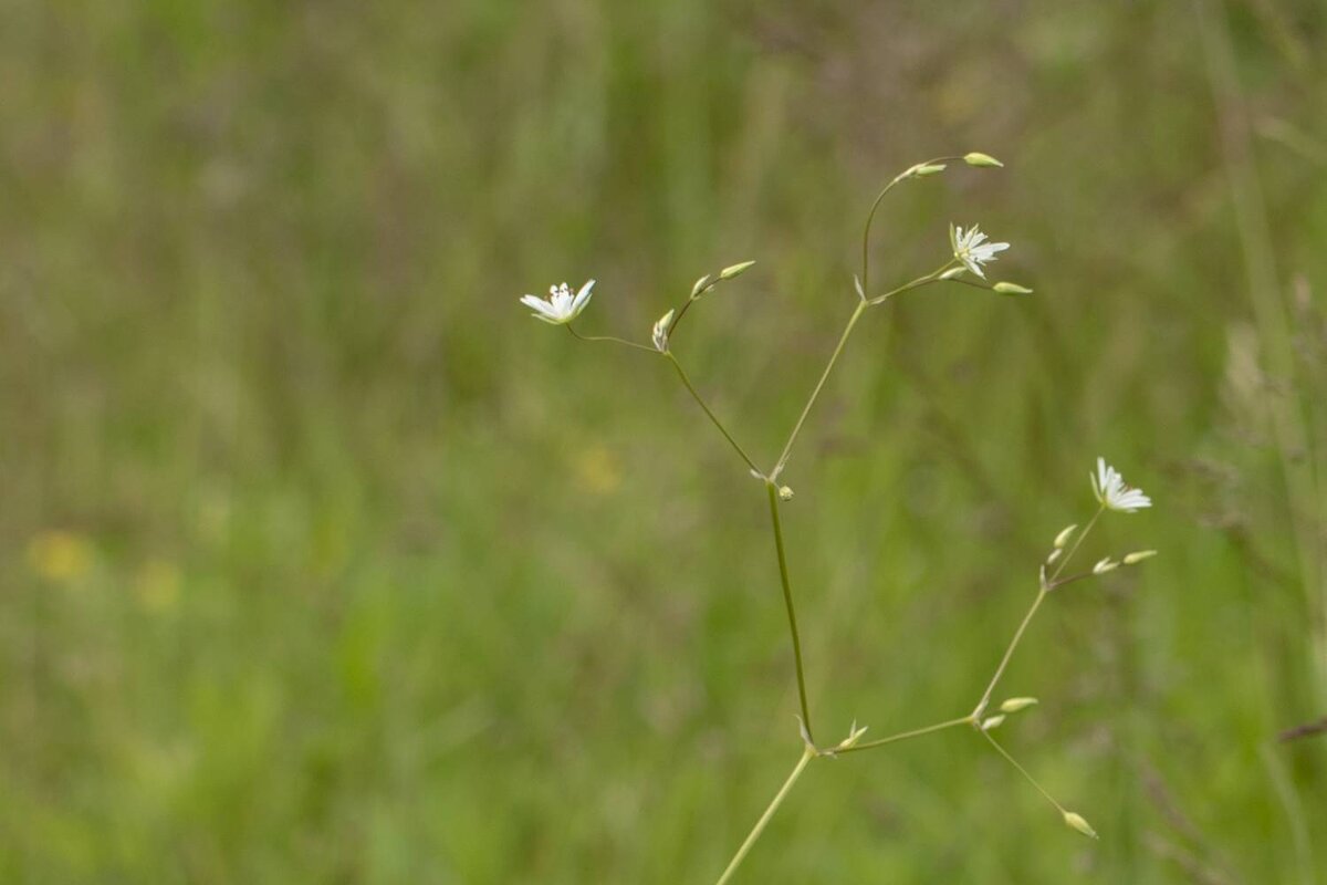 Травы Владимирской области - Николай Чичерин Травы Владимирской области - Николай Чичерин