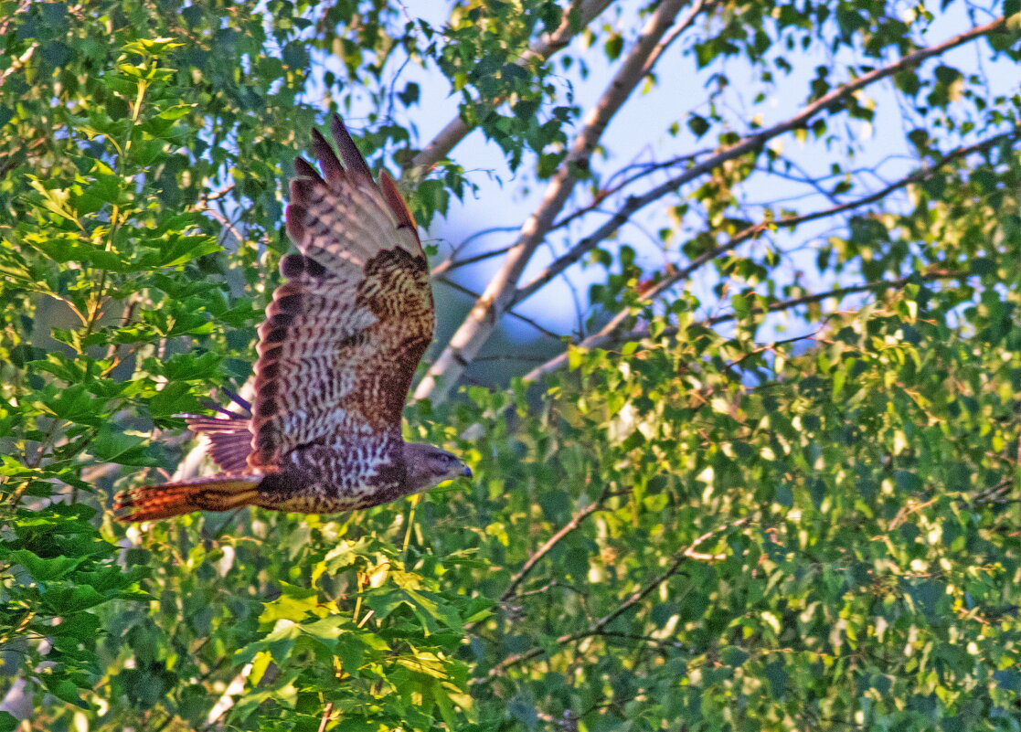 -- - vladimir -- - vladimir