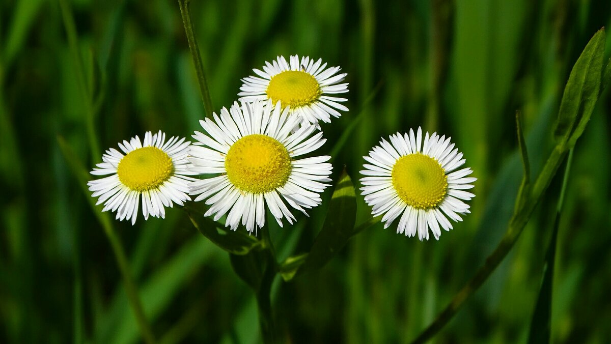 Картинка лета. - Милешкин Владимир Алексеевич 
