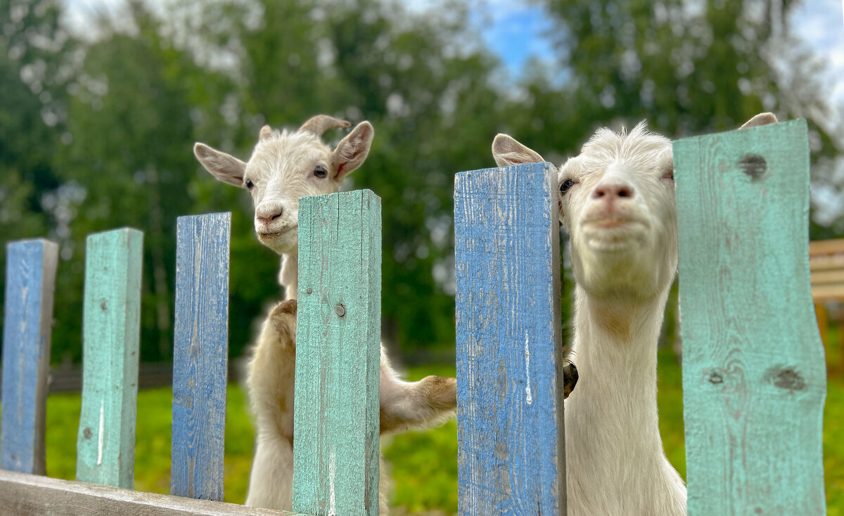 Тот случай, когда ждешь своего КОЗЛА - Дмитрий Иванов