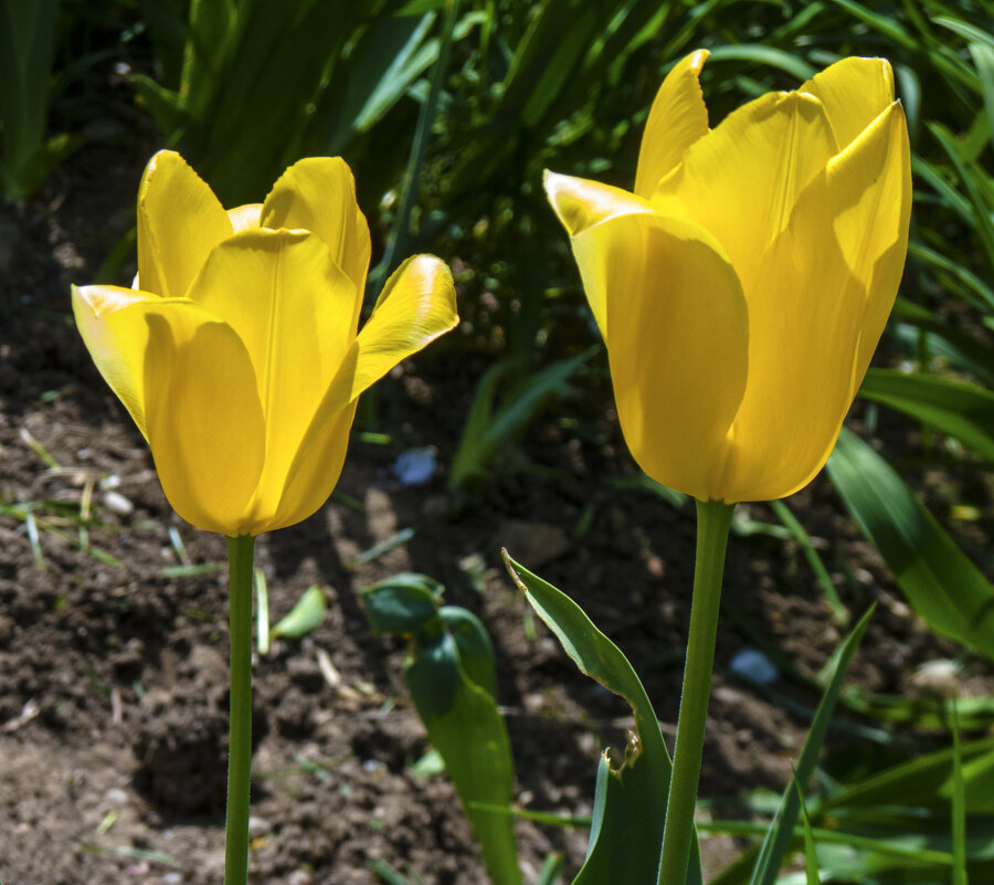 Жёлтые  тюльпаны - Валентин Семчишин