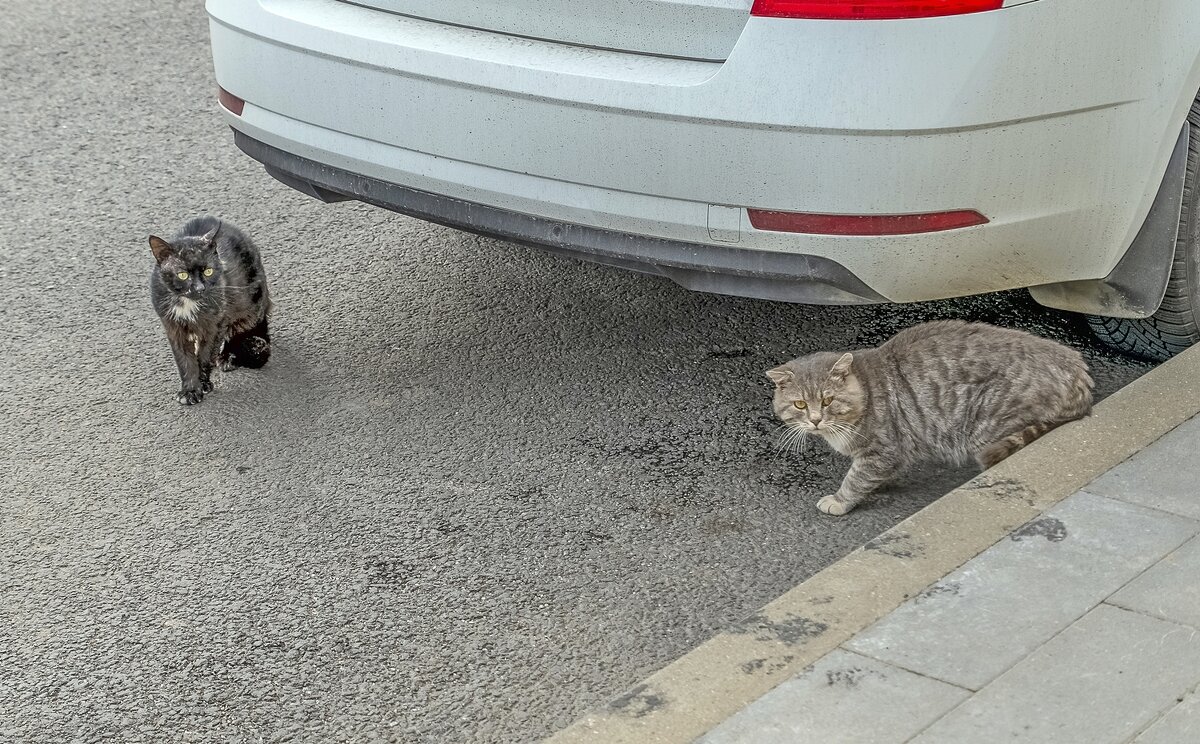 Мартовское настроение в июне - Валерий Иванович