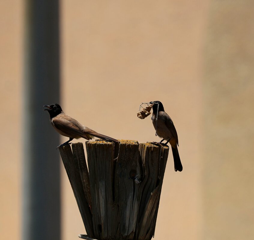 Я принес тебе букет любимая - Аркадий Басович