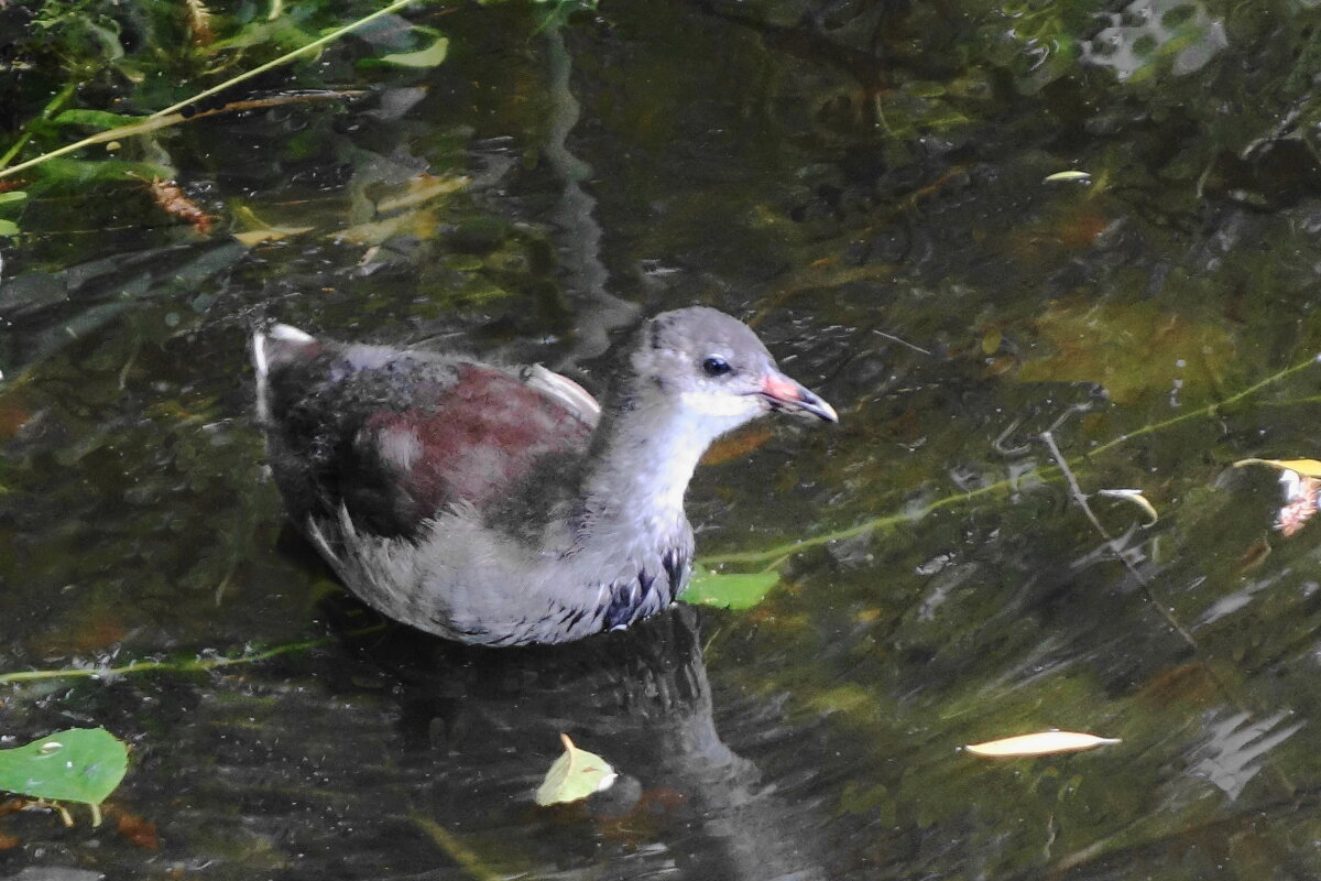 Камышонок - Рита Симонова