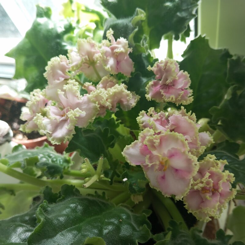 Фиалка - Елена Семигина