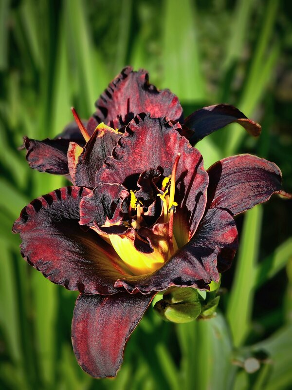 Линейки - Галина Левина Линейки - Галина Левина