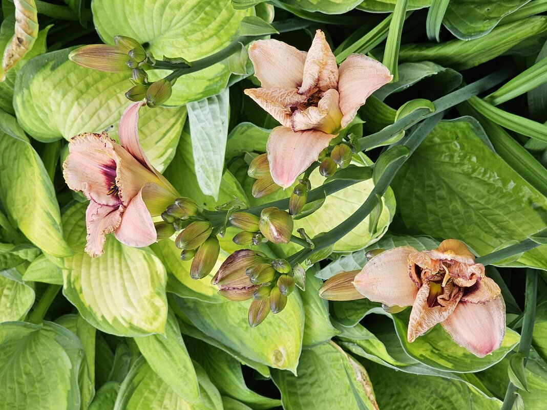 Лилейники - Галина Левина