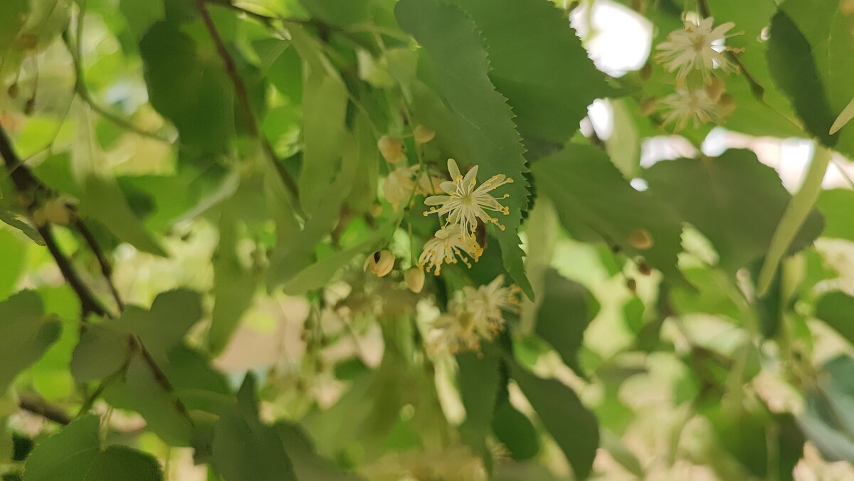 ,,, - Сергей Тимоновский