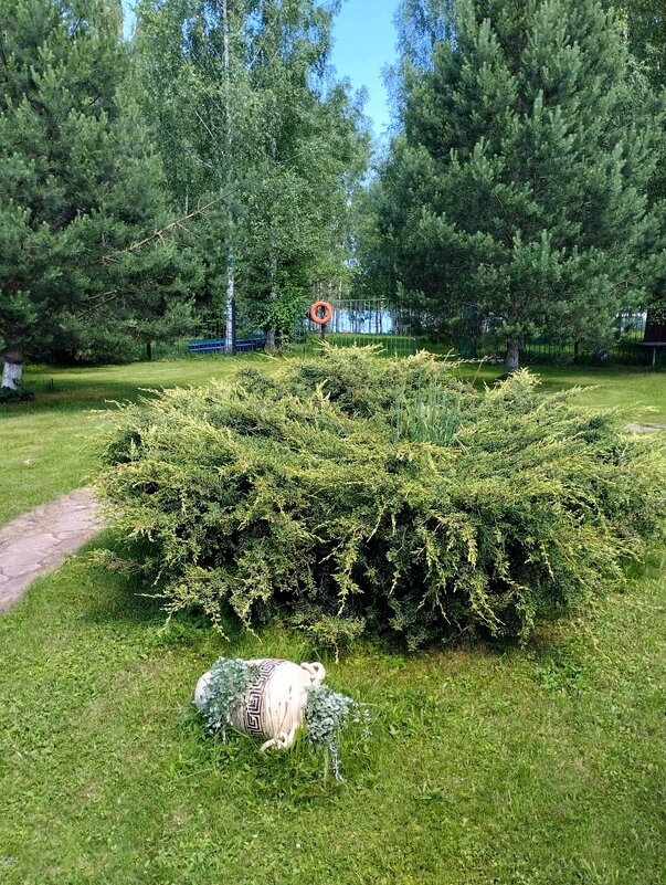Можжевельник казацкий - Ольга Довженко Можжевельник казацкий - Ольга Довженко